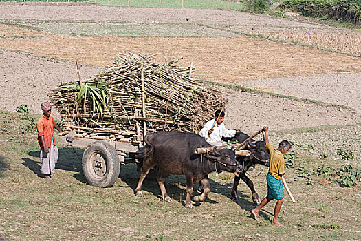 传统,水牛,手推车,装载,甘蔗,孟加拉,十二月,2008年