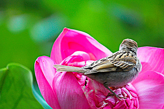 站在粉色盛开的荷花上的小鸟