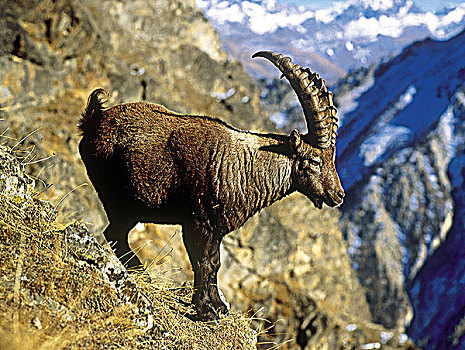 阿尔卑斯野山羊,羱羊,石头