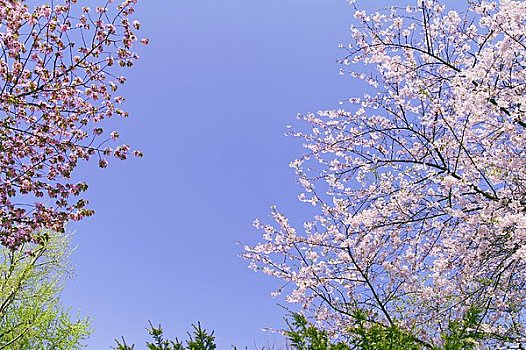 樱花,蓝天