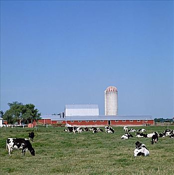 乳牛场,安大略省,加拿大