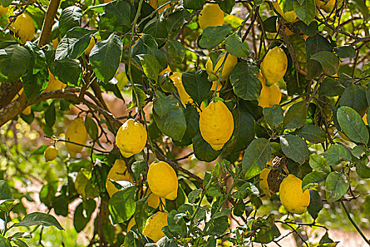 柠檬树,马略卡岛,巴利阿里群岛,西班牙,欧洲