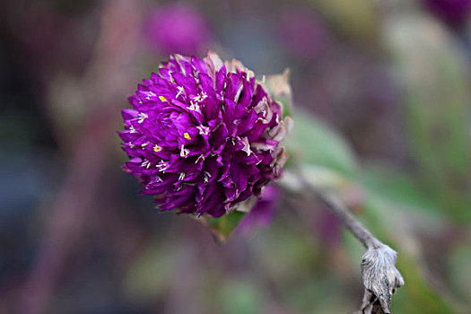 藍色小花紫色小花