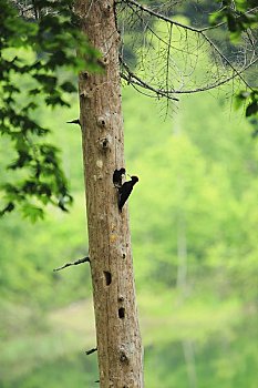 黑啄木鸟,幼禽