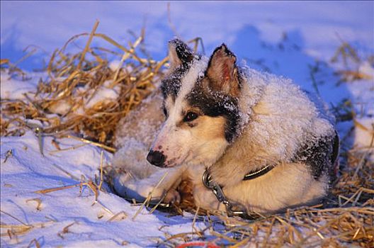 雪橇犬