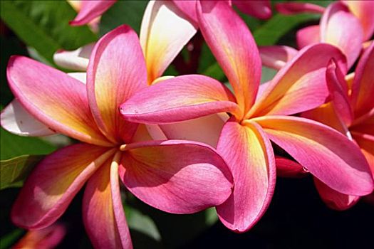 夏威夷,瓦胡岛,特写,鲜明,粉色,橙色,阳光