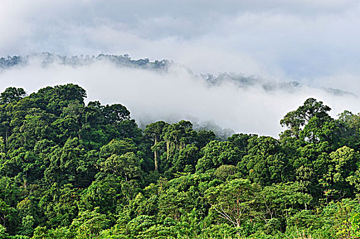 低地,雨林,雾气,古农列尤择国家公园,北方,苏门答腊岛,印度尼西亚