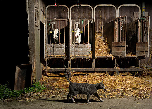 虎斑猫,穿过,笼子,母牛,现代,乳牛场,弗里斯兰省,荷兰