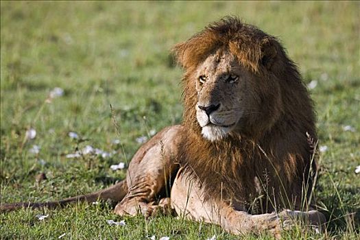 肯尼亚,纳罗克地区,马赛马拉,狮子,鬃毛,马赛马拉国家保护区