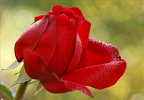 红玫瑰,遮盖,露珠