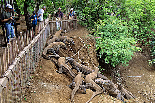印度尼西亚,科莫多岛,科摩多巨蜥,巨蜥,游客,围挡