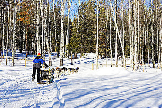 狗拉雪橇,卡里布,区域,不列颠哥伦比亚省,加拿大