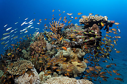 珊瑚,许多,不同,鱼,埃及,红海,非洲