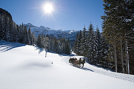 马拉,雪撬,乘,高山牧场,乌巴塔万,萨尔茨堡,奥地利
