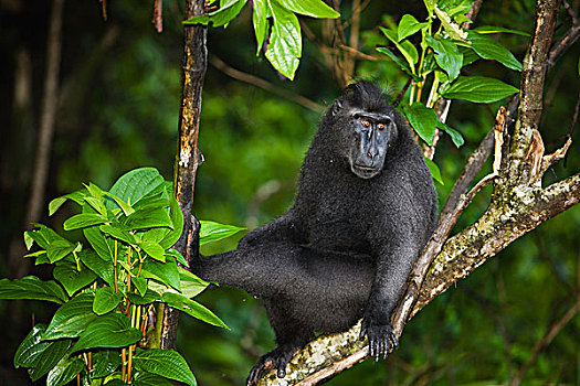 黑色,短尾猿,弥猴属,坐,树上,苏拉威西岛,印度尼西亚