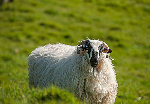 绵羊,犄角,爱尔兰,欧洲