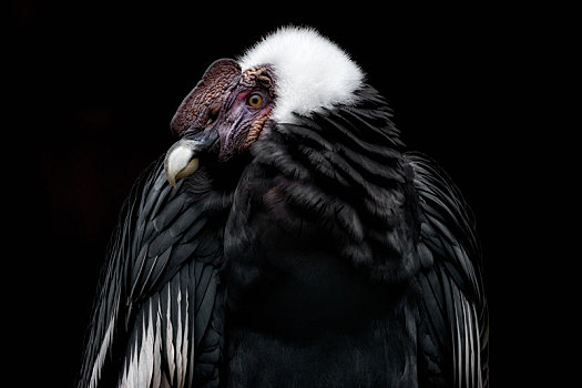 秃鹫,黑色背景