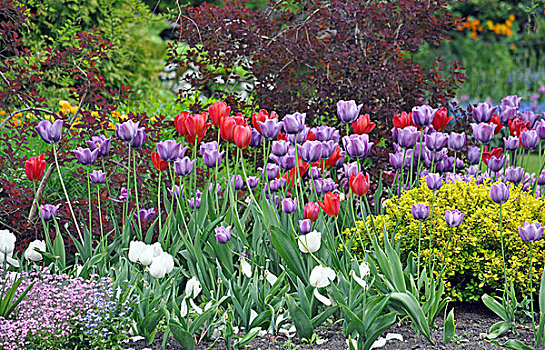 彩色,春天,郁金香,花园