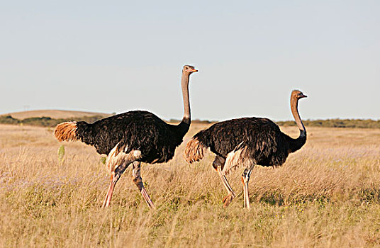 伴侣,鸵鸟,鸵鸟属,大象,公园,南非