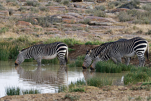 角山斑马,斑马,三个,成年,水中,喝,斑马山国家公园,东开普省,南非,非洲
