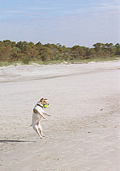 小,梗犬,狗,跳跃,向上,抓住,球,海滩