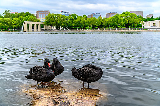 在长春雕塑公园湖面的黑天鹅