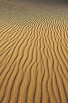 波纹,沙,豆科灌木,沙子,沙丘,晨光,大礼帽,死亡谷国家公园,莫哈维沙漠,加利福尼亚,美国