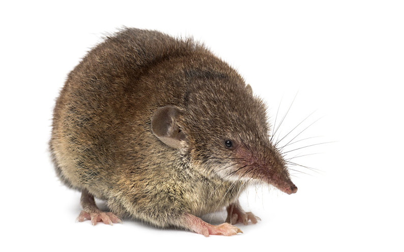 尖鼠,隔绝,白色背景_高清图片_全景视觉