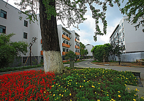 银杏,花,绿色,教学楼,建筑
