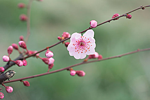 碧桃花开