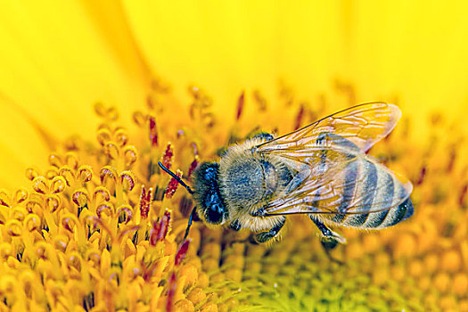 蜜蜂,花粉,特写,向日葵