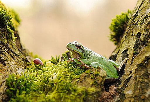 欧洲树蛙,无斑雨蛙,坐,林中地面,侧面