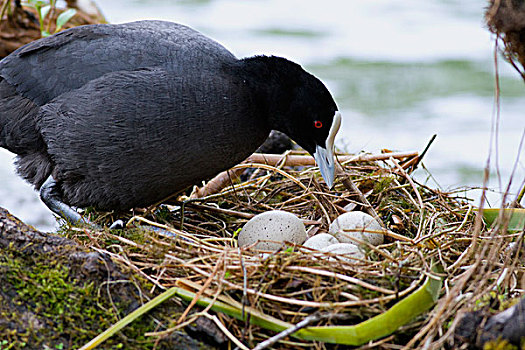 黑鸭,骨顶鸡,父母,巢,新西兰