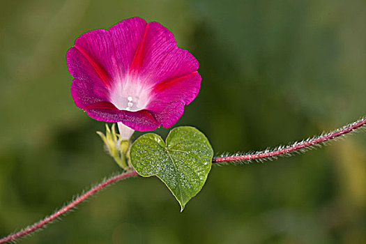 喇叭花,牵牛花,花朵,艳丽