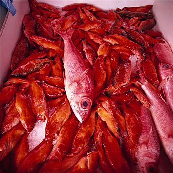 红鲷鱼,鱼肉