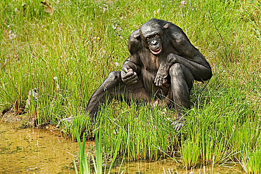 倭黑猩猩,成年,雄性,叶子,边缘,水,俘获
