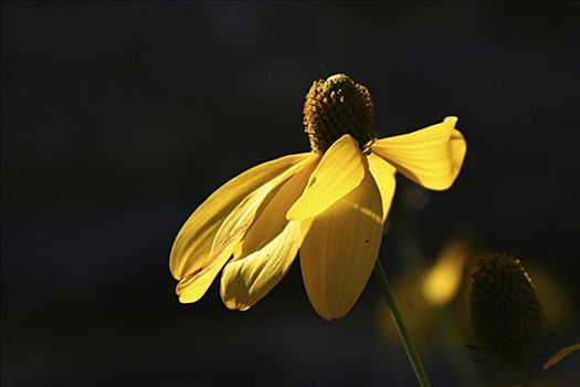 黄雏菊属植物,花,逆光