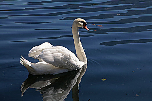 奥地利哈尔斯塔特湖的天鹅