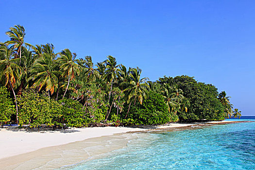 马尔代夫,岛屿,海滩,棕榈树
