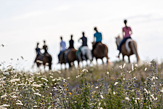 草,牧场,人,骑马,背景