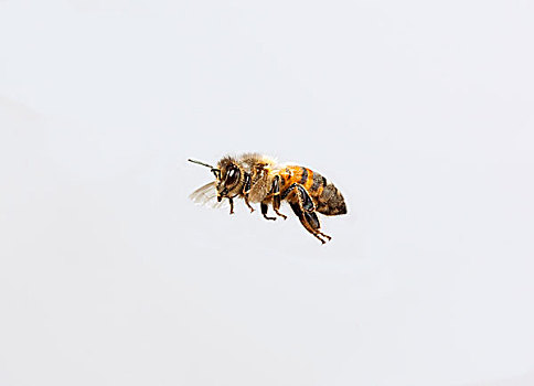 蜜蜂,意大利蜂,飞
