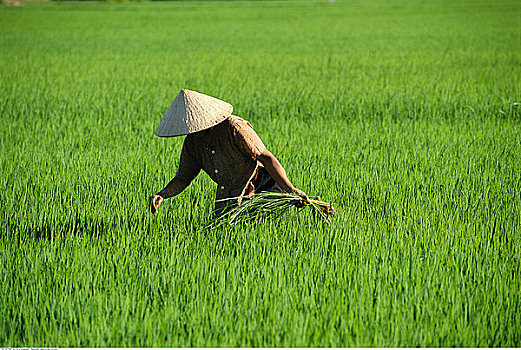 女人,工作,稻田,芽庄,越南