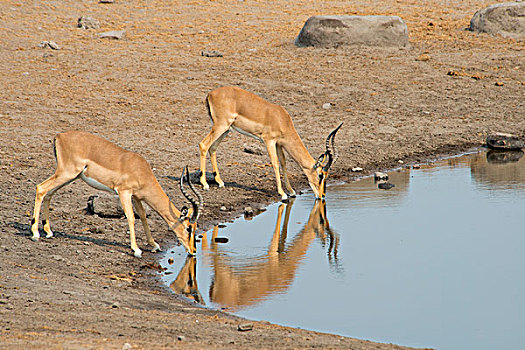 黑斑羚,高角羚属,水坑,埃托沙国家公园,纳米比亚,非洲