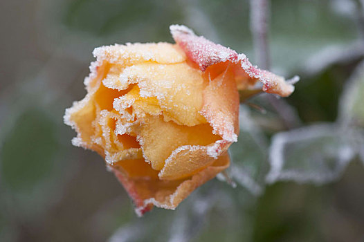 霜,边界,粉色,龙舌兰,玫瑰