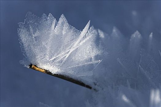 霜,冰盖,草叶,冰晶
