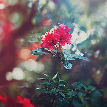 杜鹃花属植物,满,红色,盛开,春天,太阳