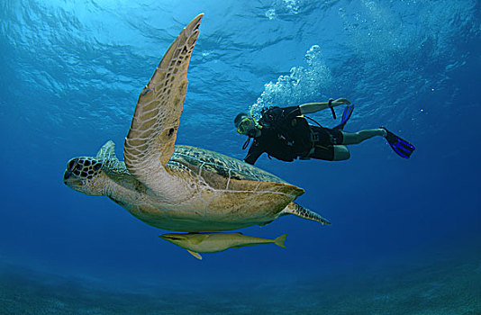 潜水,游泳,靠近,绿海龟,龟类,红海,阿布达巴卜,埃及,非洲