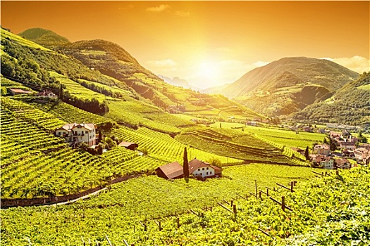 漂亮,日落,风景,上方,葡萄园,意大利