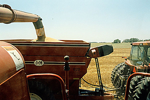 联合收割机,卸载,小麦作物,手推车,英磅,堪萨斯,美国