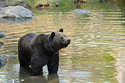 欧亚,棕色的熊,熊棕熊棕熊,在水中涉水,巴伐利亚森林,德国